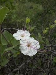 Acleisanthes obtusa, photograph (c) Andrea Villarreal Rodríguez, some rights reserved (CC BY)