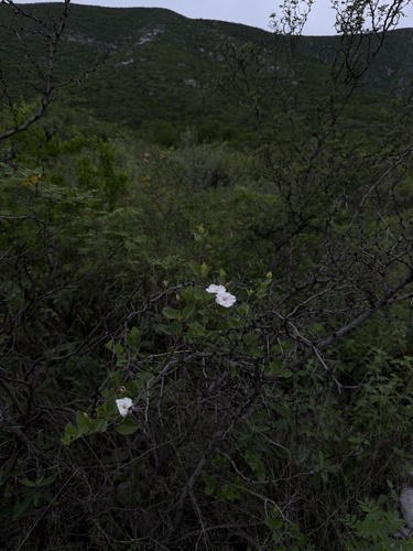 Acleisanthes obtusa, photograph 3