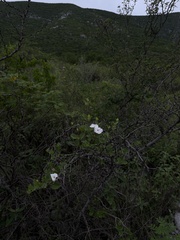 Acleisanthes obtusa, photograph (c) Andrea Villarreal Rodríguez, some rights reserved (CC BY)