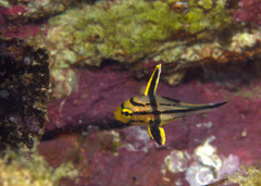 Pareques viola