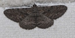 Boarmia suasaria