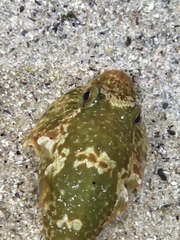 Chorisochismus dentex