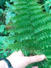 Athyrium schimperi
