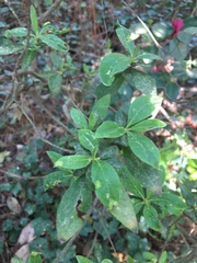 Rhododendron simsii