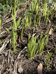 Hemerocallis fulva
