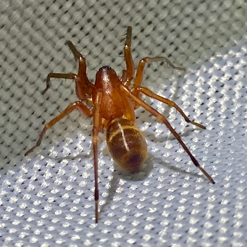 Castianeira trilineata photo 3