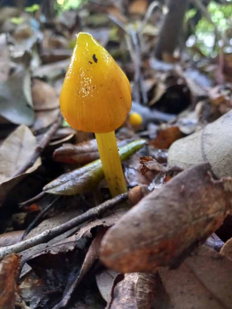Hygrocybe conica · May 2026 · photo: © amoxiconclav (iNaturalist, cc-by)