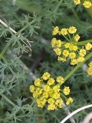 Lomatium papilioniferum