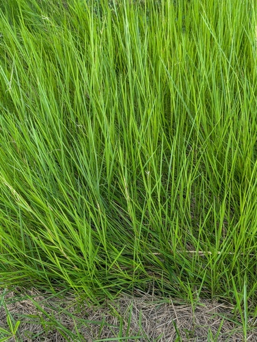 Urochloa dictyoneura observed 2026-04-27