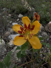 Yellowtrumpet (Amoreuxia)