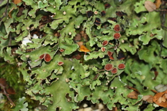 Pseudocyphellaria homoeophylla