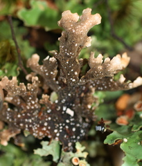 Pseudocyphellaria homoeophylla