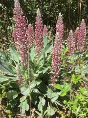 Lupinus villosus