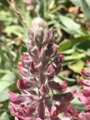 Lupinus villosus