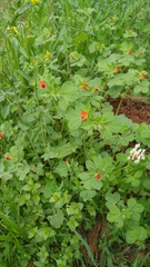Lotus tetragonolobus