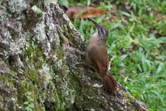 Xiphocolaptes albicollis