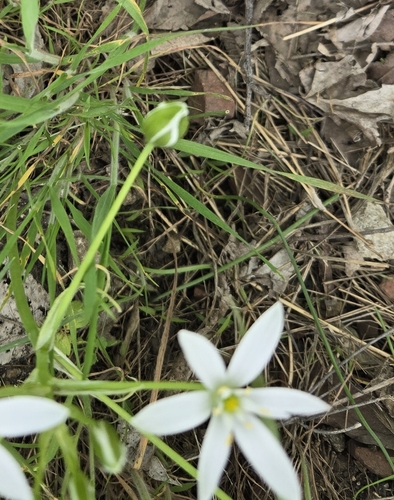common star-of-Bethlehem