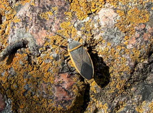 Bordered plant bug