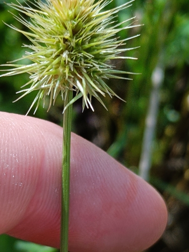 Echinaria capitata