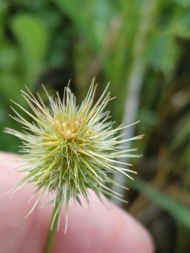 Echinaria capitata, photograph 2