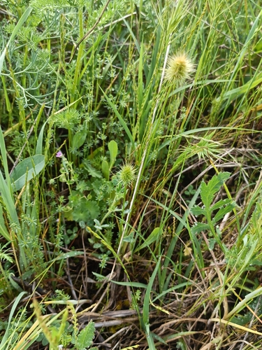 Echinaria capitata, photograph 3