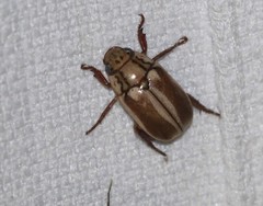 Anoplognathus abnormis