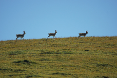 Procapra picticaudata