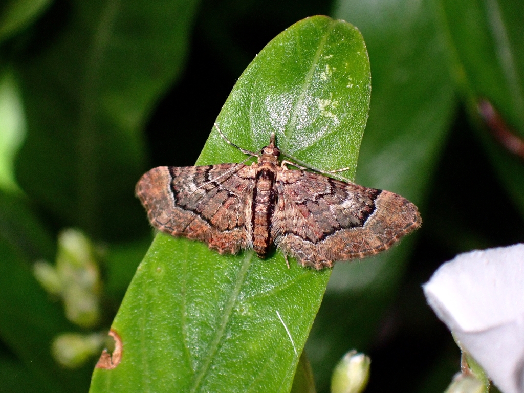 Gymnoscelis insulariata