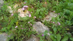 Silene aegyptiaca