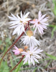 Lithophragma glabrum