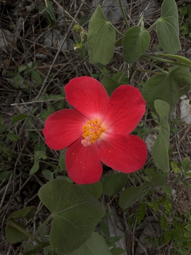 Hibiscus martianus, photograph 6