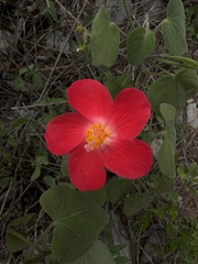 Hibiscus martianus, photograph (c) Andrea Villarreal Rodríguez, some rights reserved (CC BY)