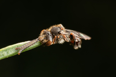 Nomada