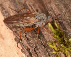 Empis spectabilis