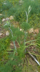 Ferula