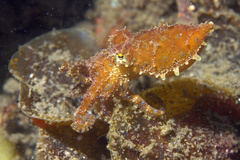 Hapalochlaena lunulata