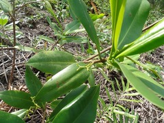 Rhizophora × harrisonii