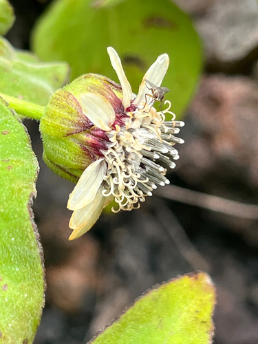 Scalesia affinis
