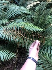 Polypodiodes amoena