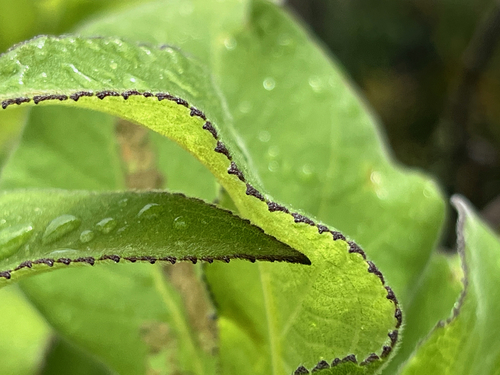 Scalesia affinis, photograph 3