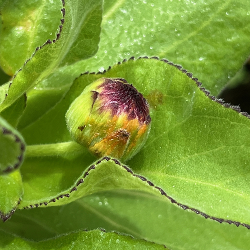 Scalesia affinis, photograph 4