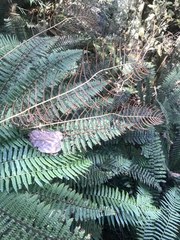 Polypodiodes amoena