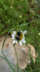 Oxythyrea