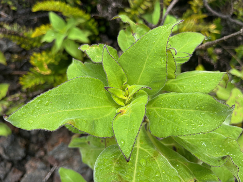 Scalesia affinis, photograph 5
