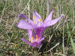 Colchicum bulbocodium