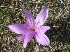 Colchicum bulbocodium