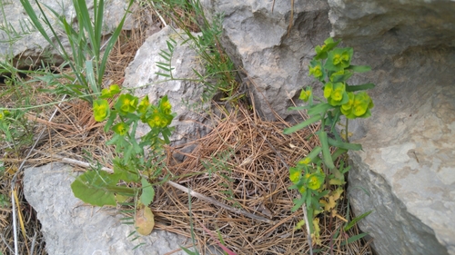 Euphorbia reuteriana