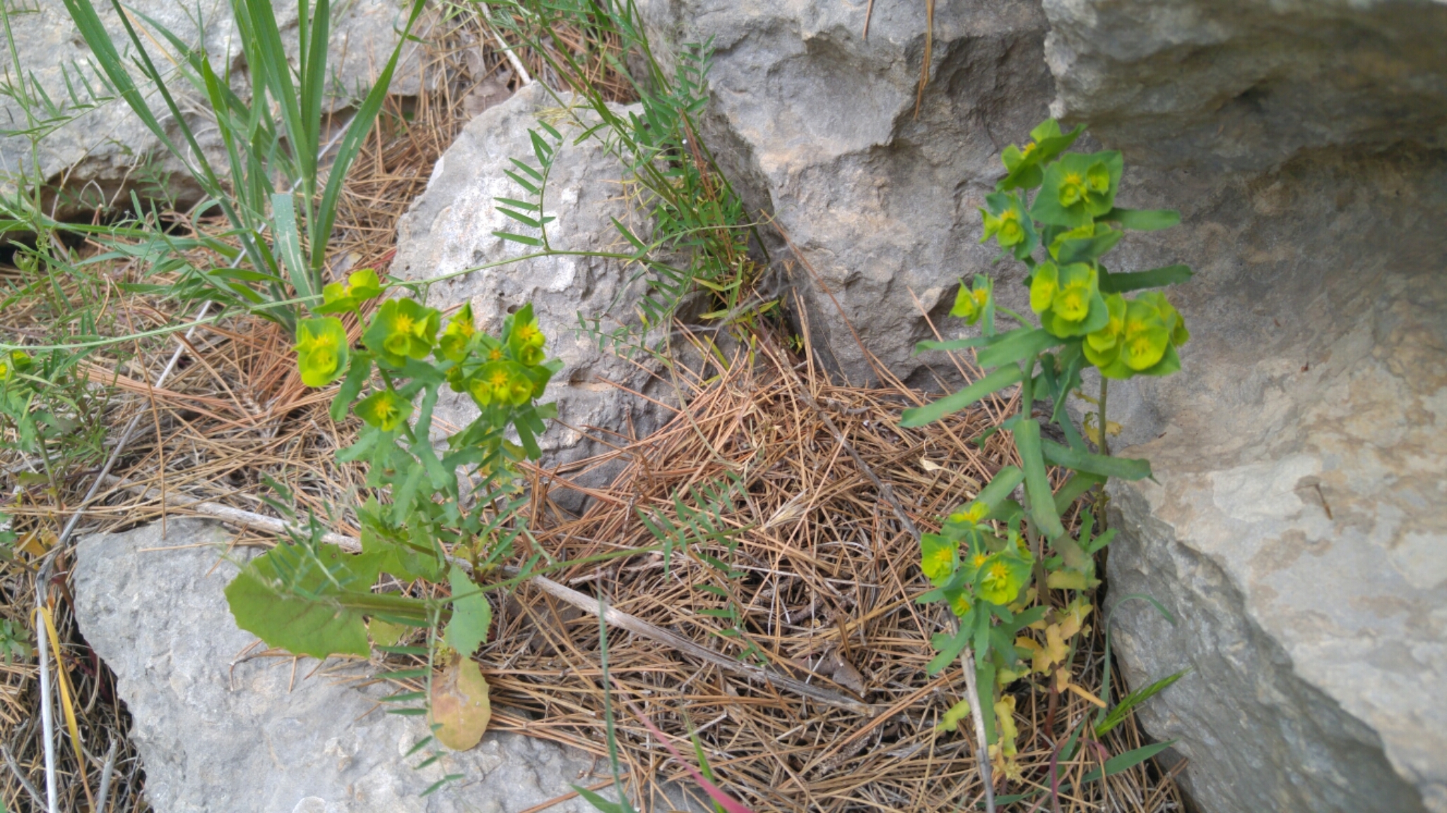 Euphorbia reuteriana