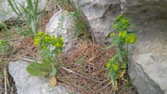 Euphorbia reuteriana