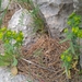 Euphorbia reuteriana - Photo (c) Mattia Menchetti, algunos derechos reservados (CC BY), subido por Mattia Menchetti